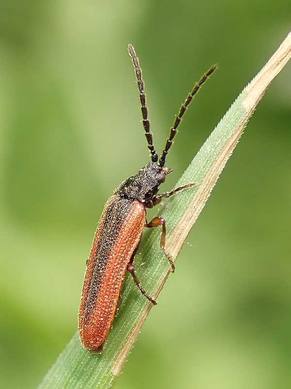 Omalisidae:  Omalisus fontisbellaquaei
